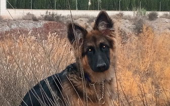 Looking for someone to walk my dog with