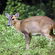 Wildlife - Muntjac Deer