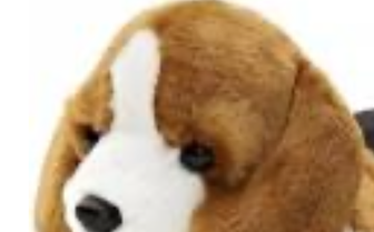 Lost: A llitlle brown puppy