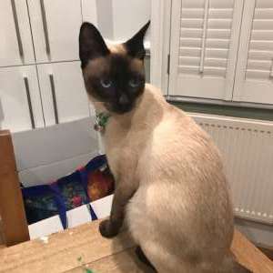 Missing Cat - Ziggy