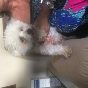 Dog found
